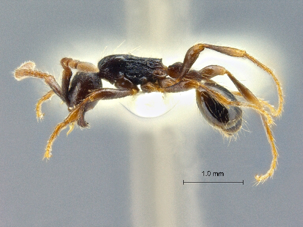 Aenictus sulawesiensis lateral