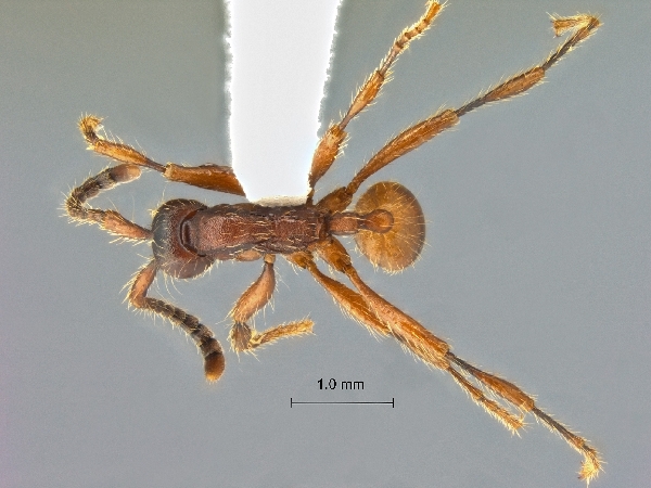 Aenictus yamanei dorsal