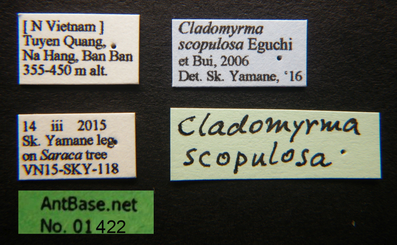 Cladomyrma scopulosa male label