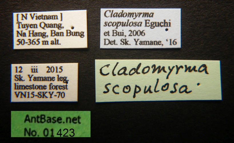 Cladomyrma scopulosa queen label