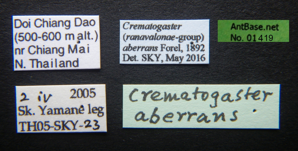 Crematogaster aberrans queen label