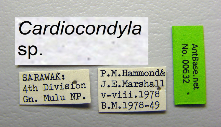 Cardiocondyla sp. a label