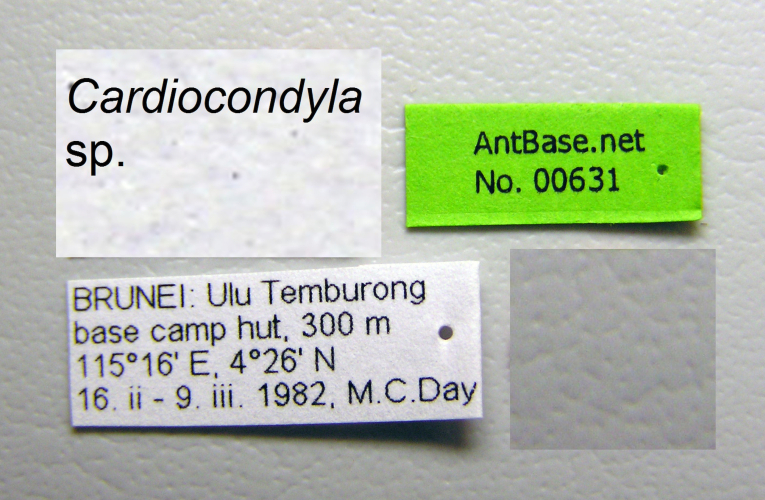 Cardiocondyla sp. b label