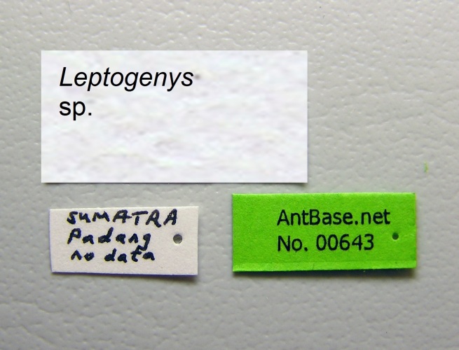 Leptogenys sp. label