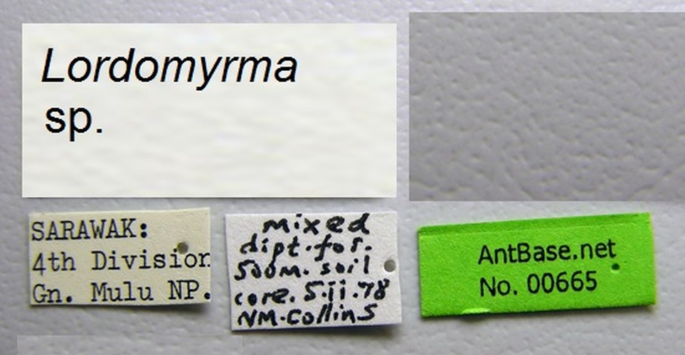 Lordomyrma sp. label