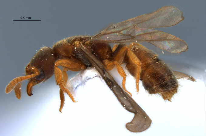 Cryptopone sp. queen lateral