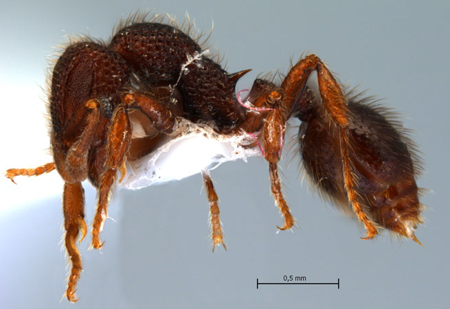 Lordomyrma reticulata worker lateral