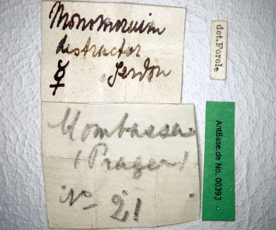 Monomorium destructor label