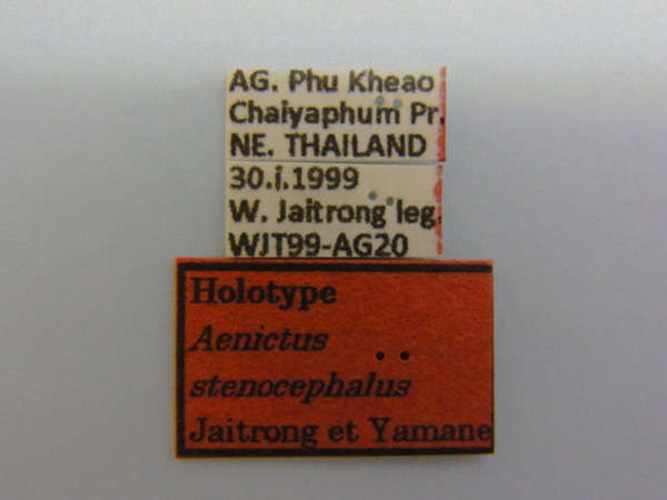Aenictus stenocephalus label