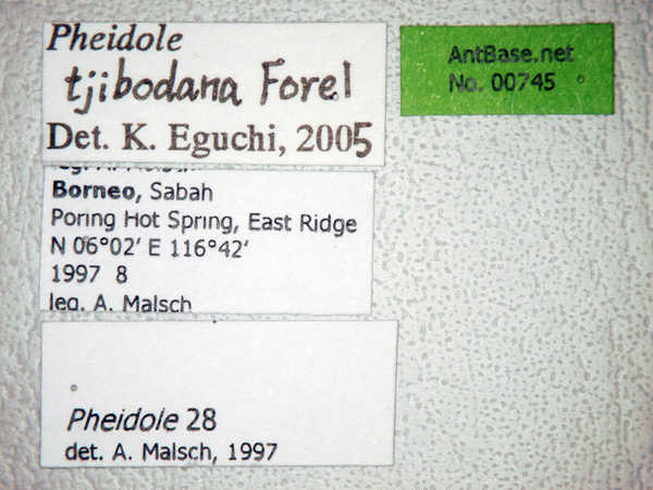 Pheidole tjibodana major label