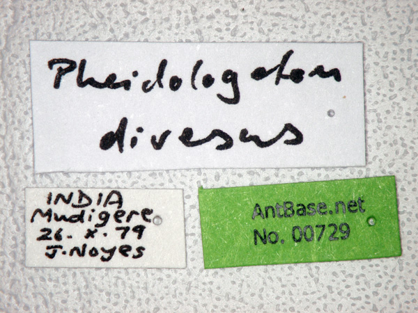 Pheidologeton diversus minor label
