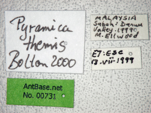 Pyramica themis label