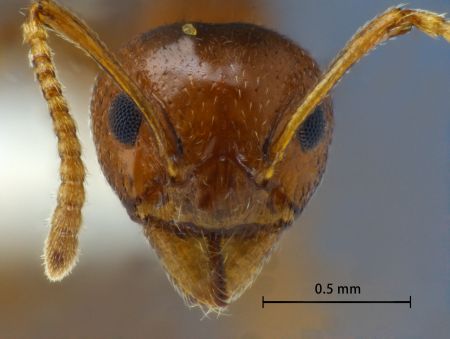 Dolichoderus taprobanae frontal