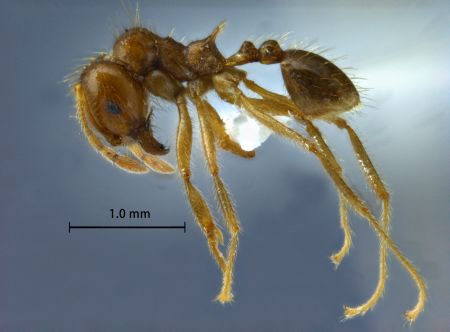 Lophomyrmex indosinensis lateral