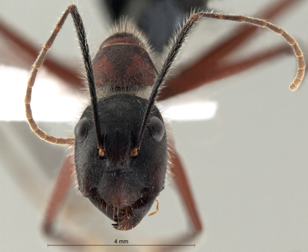 Camponotus innexus frontal