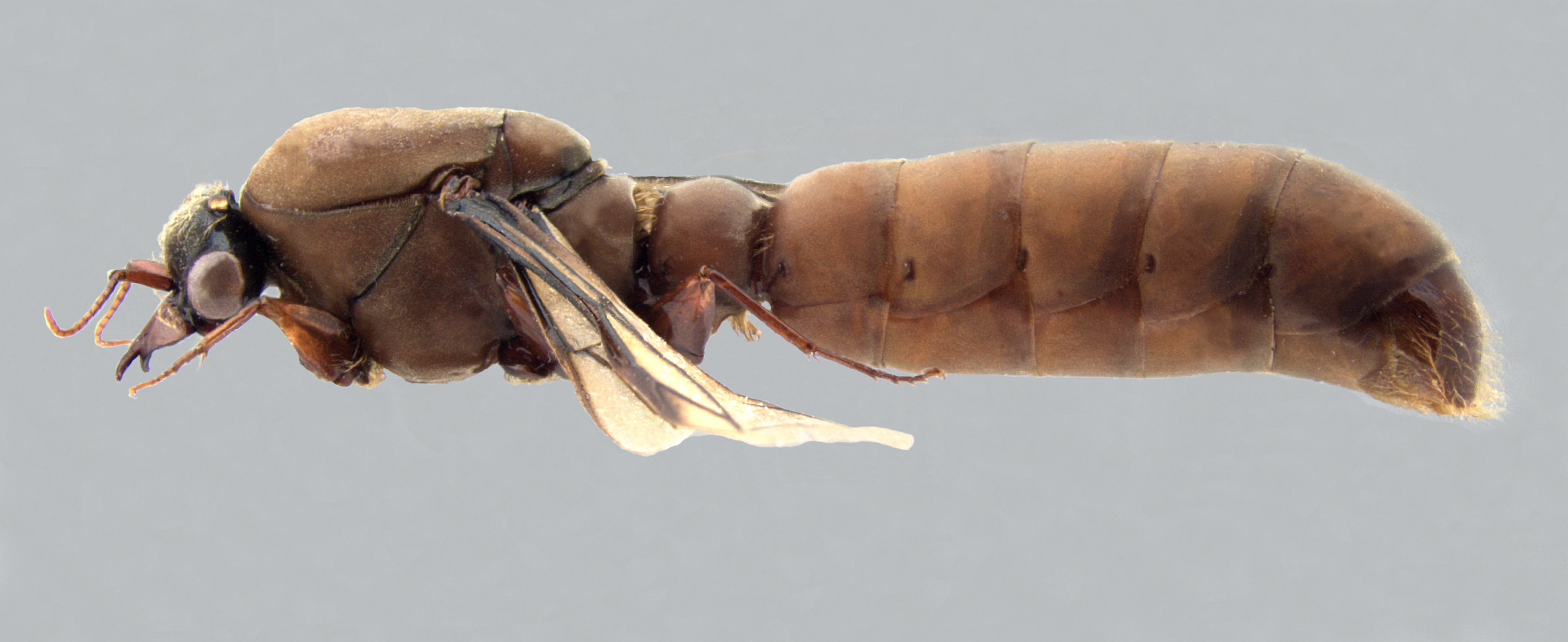  Camponotus ligniperda lateral
