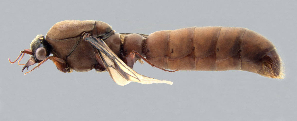  Camponotus ligniperda
  lateral