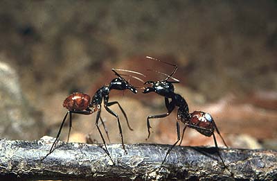 An Ant Picturebase of Asia and Europe