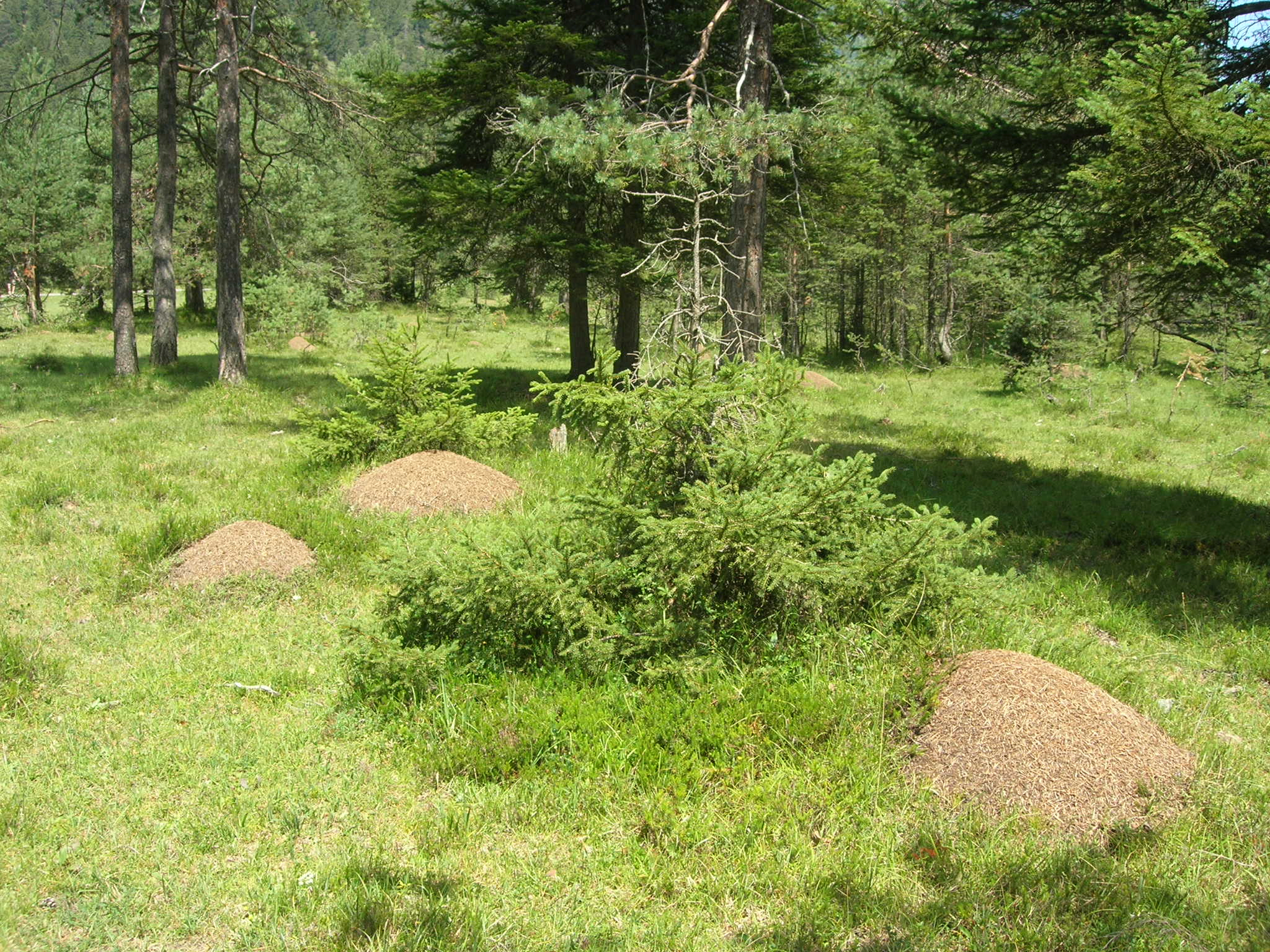 ant hills in open spruce forest
